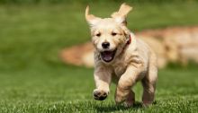 Adorable Golden Retriever puppies! @(431) 302-3667