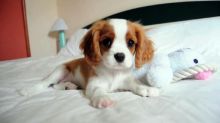 Free Adoption Cavalier King Charles Spaniel Puppies Call or Txt @(431) 302-3667