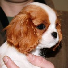 Free Adoption Cavalier King Charles Spaniel Puppies Call or Txt @(431) 302-3667