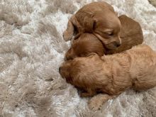 cavapoochon Puppies for rehoming.