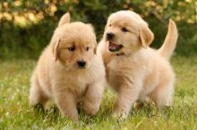 Registered Golden Retriever Puppies @(431) 302-3667