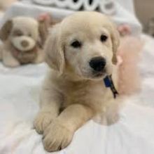 Registered Golden Retriever Puppies @(431) 302-3667