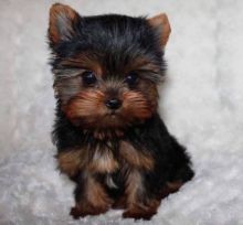 Super adorable Yorkshire Terrier Puppies(Call Or Text (585) 357-2327
