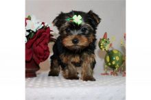 Super adorable Yorkshire Terrier Puppies(Call Or Text (585) 357-2327