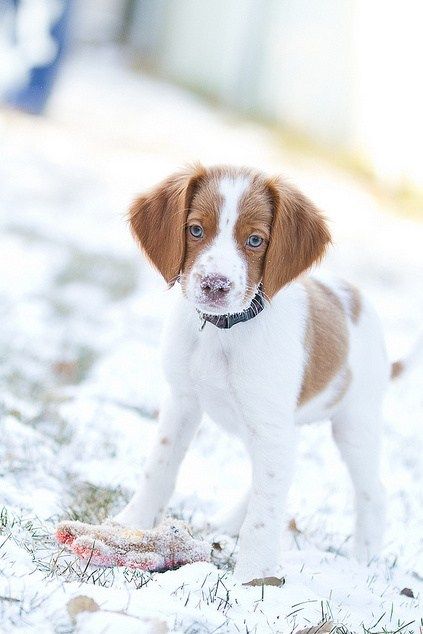 Adorable Brittany Spaniel puppies! @(431) 302-3667 Image eClassifieds4u