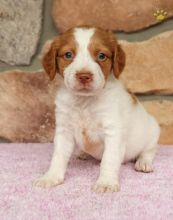 Adorable Brittany Spaniel puppies! @(431) 302-3667 Image eClassifieds4u 2