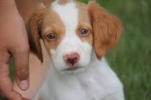 Adorable Brittany Spaniel puppies! @(431) 302-3667 Image eClassifieds4u 1