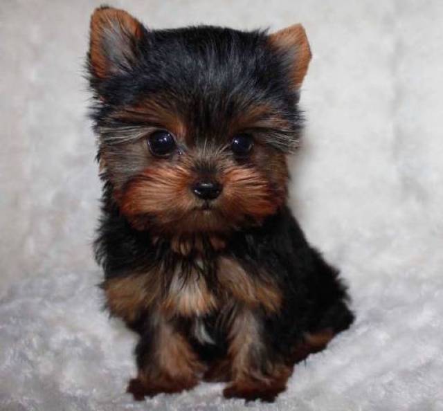 Super adorable Yorkshire Terrier Puppies(Call Or Text (585) 357-2327 Image eClassifieds4u