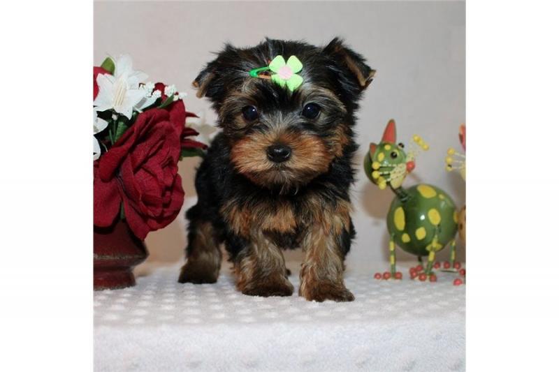 Super adorable Yorkshire Terrier Puppies(Call Or Text (585) 357-2327 Image eClassifieds4u