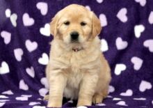 Adorable Golden Retriever puppies! (431) 302-3667