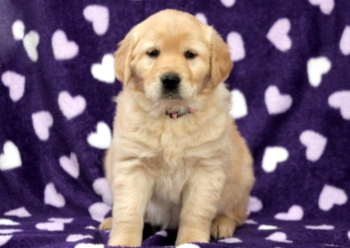 Adorable Golden Retriever puppies! (431) 302-3667 Image eClassifieds4u