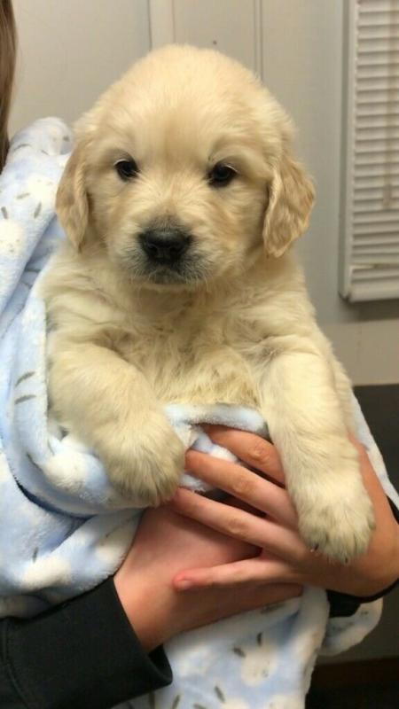 Adorable Golden Retriever puppies! Image eClassifieds4u