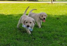 Labrador Retriever puppies(805) 625-9471‬ (callumharry17@gmail.com‬)