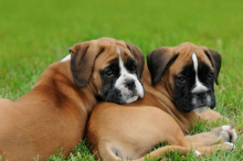 Boxer puppies(805) 625-9471‬ (callumharry17@gmail.com‬)