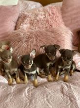 Chihuahua puppies(805) 625-9471‬ (callumharry17@gmail.com‬)