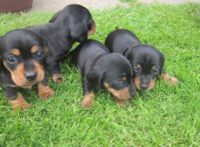 Dachshund Puppies for sale Please text or call(805) 625-9471‬ (callumharry17@gmail.com‬)