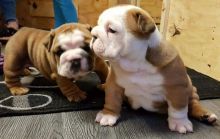English Bulldog puppies(805) 625-9471‬ (callumharry17@gmail.com‬)