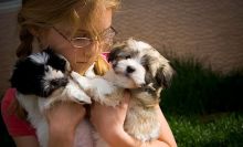 Havanese Puppies Call or Text us on(805) 625-9471‬ (callumharry17@gmail.com‬)