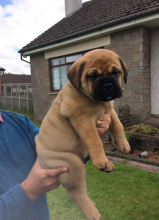 Mastiff puppies Available(805) 625-9471‬ (callumharry17@gmail.com‬)