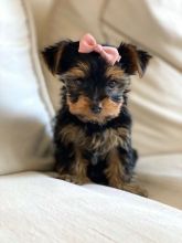 Yorkshire Terrier puppies(805) 625-9471‬ (callumharry17@gmail.com‬)