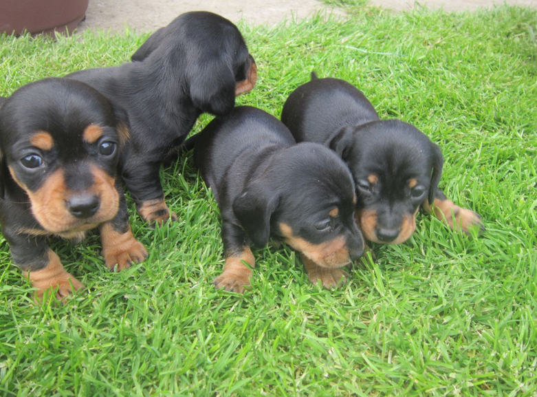 Dachshund Puppies for sale Please text or call(805) 625-9471‬ (callumharry17@gmail.com‬) Image eClassifieds4u