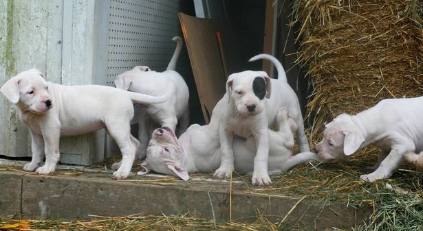 Dogo Aargentino available(805) 625-9471‬ (callumharry17@gmail.com‬) Image eClassifieds4u