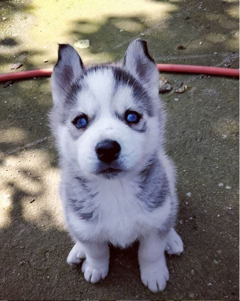 Free Adoption Blue Eyed Siberian Husky puppies Image eClassifieds4u