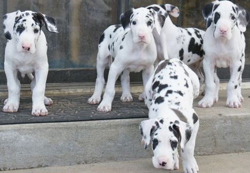 Great Dane puppies(805) 625-9471‬ (callumharry17@gmail.com‬) Image eClassifieds4u