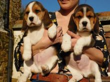 Beagle puppies(805) 625-9471‬ (callumharry17@gmail.com‬) Image eClassifieds4U