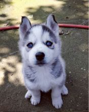 Free Adoption Blue Eyed Siberian Husky puppies Image eClassifieds4U