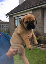 Mastiff puppies Available(805) 625-9471 (callumharry17@gmail.com) Image eClassifieds4U