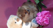 Pomeranian puppies(805) 625-9471‬ (callumharry17@gmail.com‬) Image eClassifieds4U