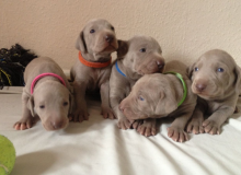 Weimaraner puppies(805) 625-9471‬ (callumharry17@gmail.com‬) Image eClassifieds4U