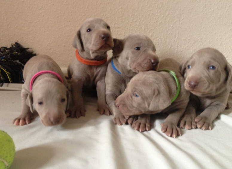 Weimaraner puppies(805) 625-9471‬ (callumharry17@gmail.com‬) Image eClassifieds4u