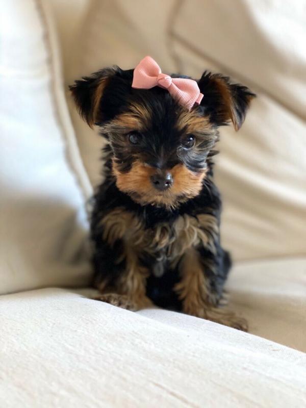 Yorkshire Terrier puppies(805) 625-9471‬ (callumharry17@gmail.com‬) Image eClassifieds4u