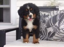 Bernese Mountain Puppies ♥️