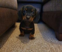 Black and Tan Dachshund (Boy & Girl)