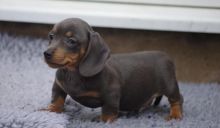 Black and Tan Dachshund Puppies ♥️