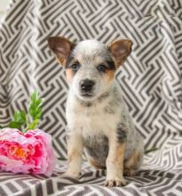 Blue Heeler (Boy & Girl)