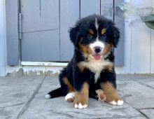 CBCA Reg'd Bernese Mountain Puppies