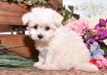 CBCA Reg'd Maltese Puppies