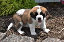 CBCA Reg'd Saint Bernard Puppies