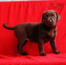 Chocolate Labrador Retriever Puppies ♥️