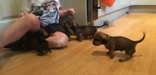 CKC Black and Tan Dachshund Pups, 2 still available! Ready to go this week!
