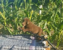 CKC Chocolate Labrador Retriever Pups, 2 still available! Ready to go this week!