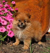 CKC Pomeranian Pups, 2 still available! Ready to go this week!