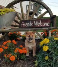 CKC Shiba Inu Pups, 2 still available! Ready to go this week!