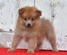 Pomeranian (Boy & Girl)