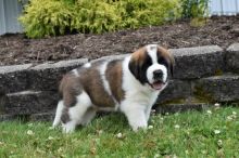 Saint Bernard (Boy & Girl)