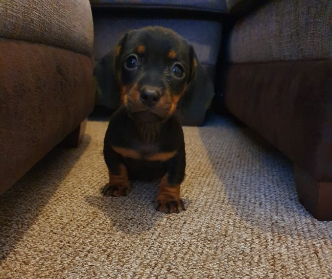 Black and Tan Dachshund (Boy & Girl) Image eClassifieds4u